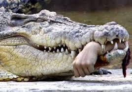This crocodile can take your arm or your head.