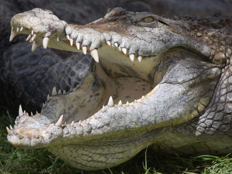 crocodile attacks