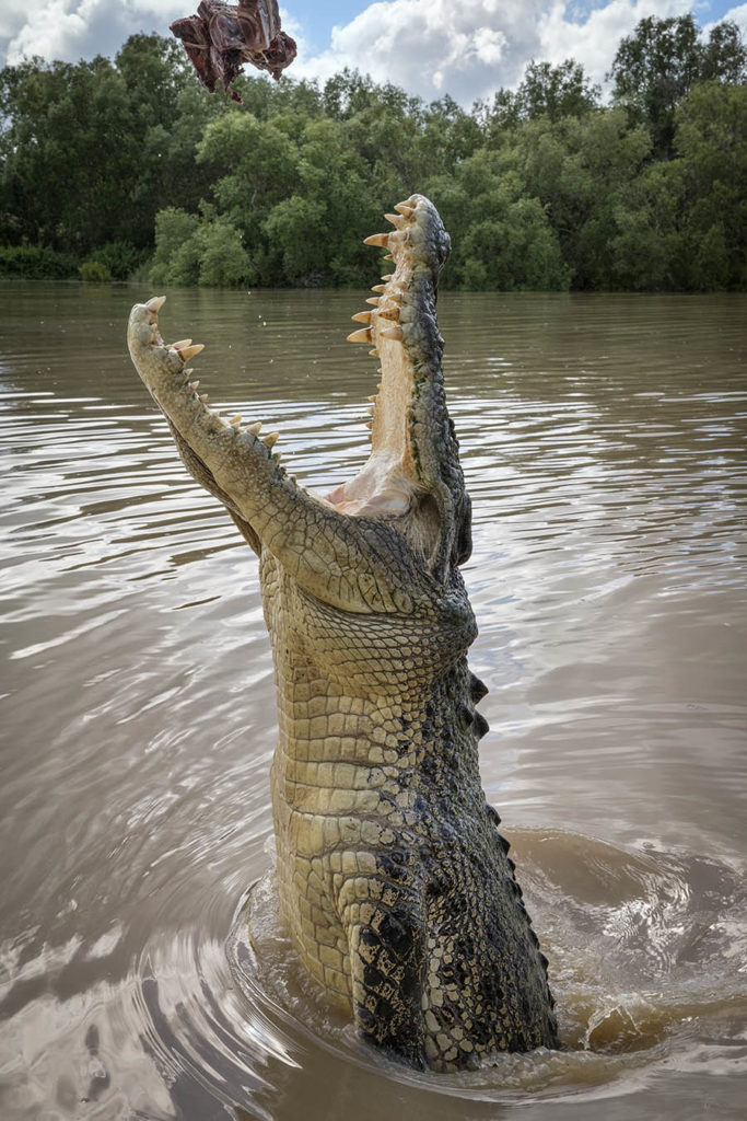 dangerous crocodiles