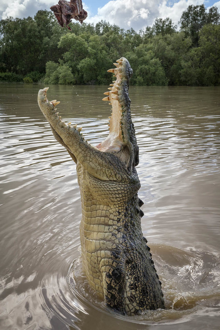 Dangerous Crocodiles, Dirty, 10 Facts, - The Crocodile Chronicles Australia