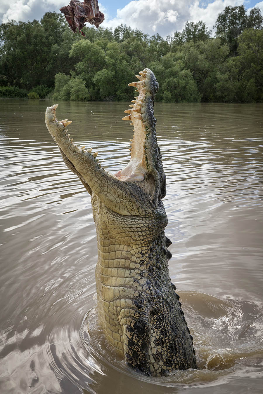 DANGEROUS CROCODILES, DIRTY, 10 FACTS, - The Crocodile Chronicles Australia