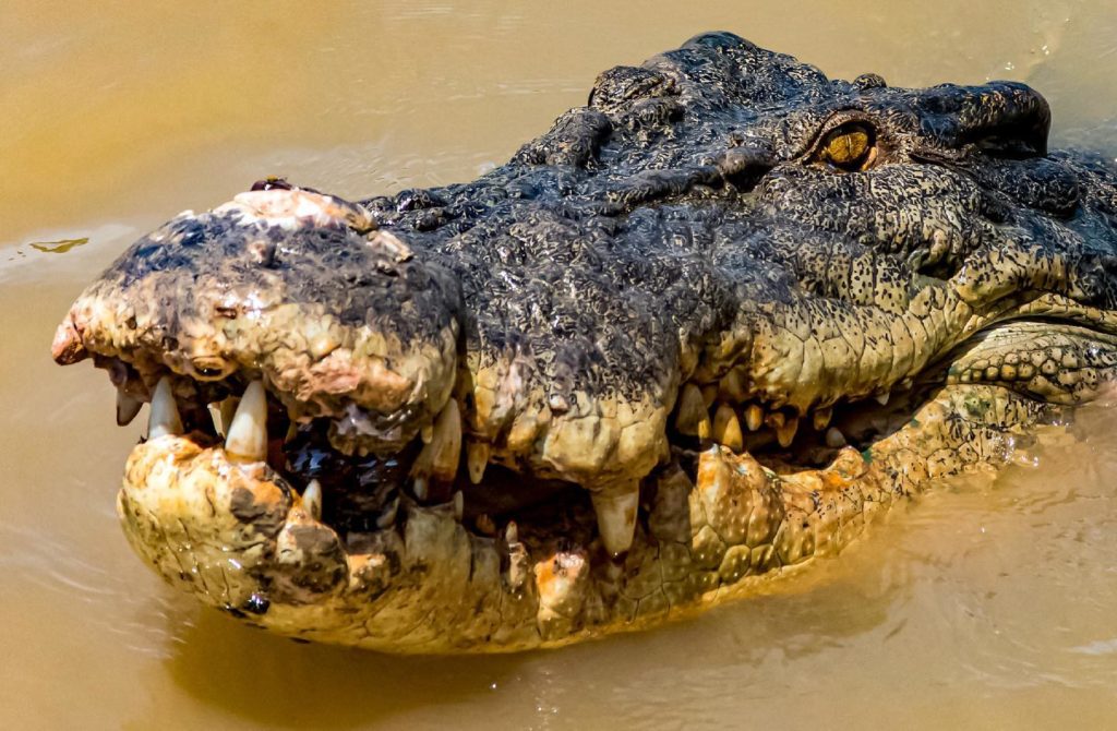crocodile attacked