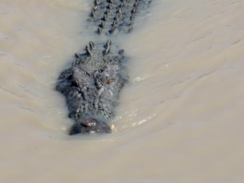 Croc by David James
